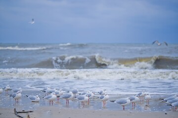 Gulls brave the winter chill on Kołobrzeg beach in January, facing a northern wind and turbulent sea. A stark and dynamic scene of coastal resilience amid the winter elements.