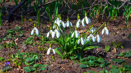 Galanthus elwesii (Elwes's, greater snowdrop) in the wild