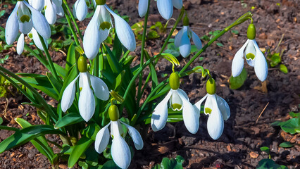 Galanthus elwesii (Elwes's, greater snowdrop) in the wild