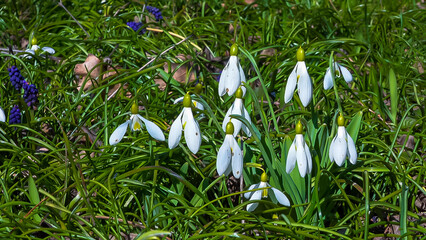 Obraz premium Galanthus elwesii (Elwes's, greater snowdrop) in the wild