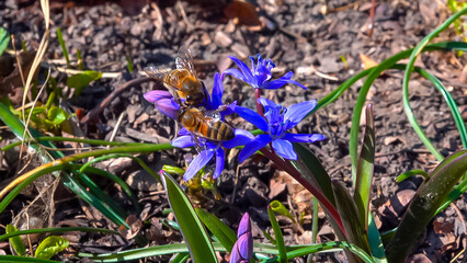 Honey bee on a flower (Scilla bifolia), forest plant blooming in early spring with blue flowers