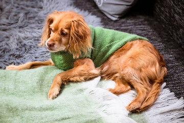Brauner Spaniel Mischling Hund mit grünem selbstgemachtem Strickpullover auf einem grauen Sofa