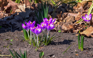 Garden crocuses bloom in spring in the botanical garden