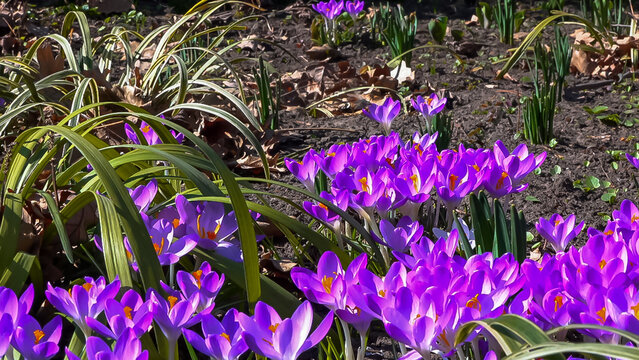 Garden crocuses bloom in spring in the botanical garden
