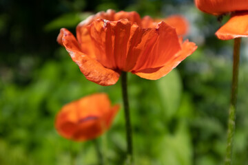 Fototapeta premium Opium poppy flowers on blurred green background. Flowering poppies for publication, poster, calendar, post, screensaver, wallpaper, postcard, banner, cover. High quality photo
