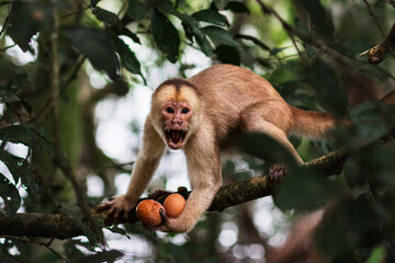 monkey thief stealing eggs from kitchen in ecuadorian jungle