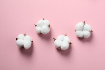 Cotton flowers on pink background, flat lay