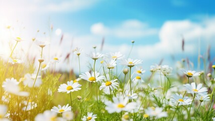 Beautiful meadow daisy flowers blue sky field photography