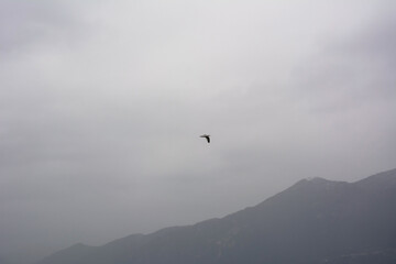 A seagull flies over the mountains against the background of a foggy sky without clouds and the sun