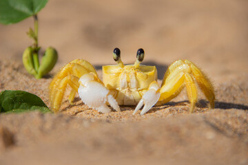 Brazilian Wildlife is very beautiful have many species with colorful variables. Are apes, lizards, mammals, felins, caimans, cats, bats, crabs and many others.
