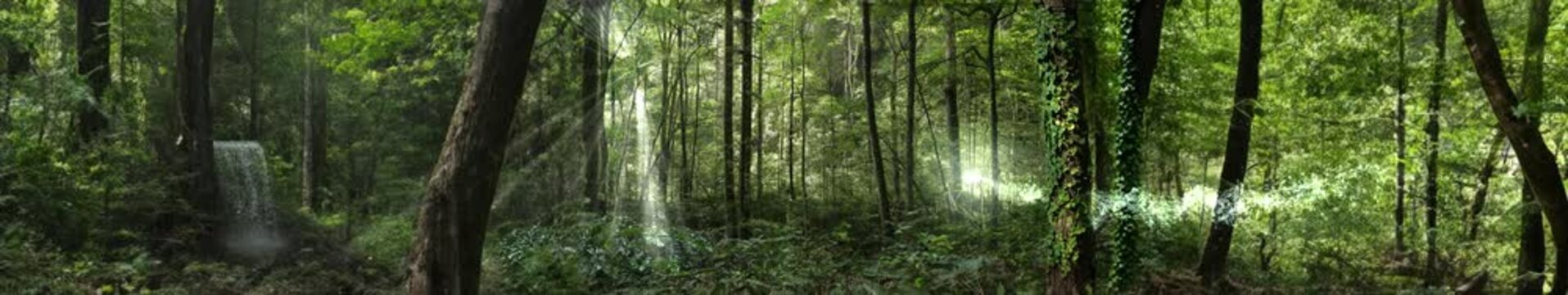 Forest background loop