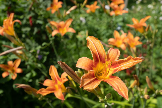 Orange lily flowers growing in the garden, close up. Blooming tiger lilies for publication, design, poster, calendar, post, screensaver, wallpaper, postcard, cover, website. High quality photo