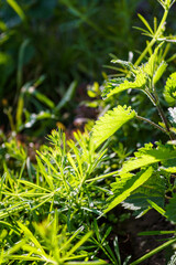 Green nettle with dew drops in the forest. Shallow depth of field.