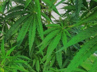 Overhead view of cannabis. Illustration of refreshing and healthy cannabis. green and white.