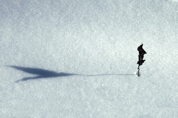 Winter plants on white snow