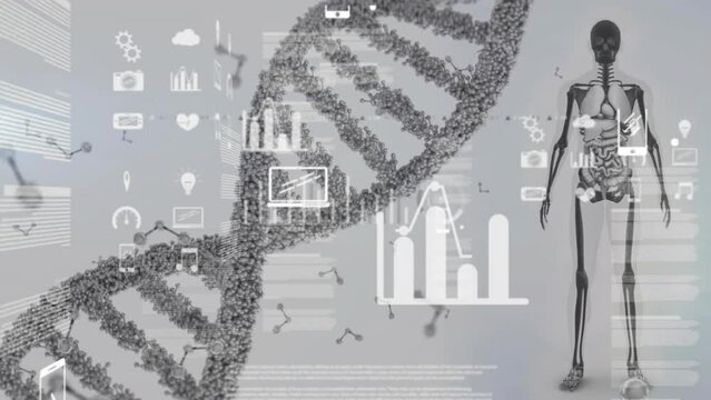 Animation of icons and data processing over dna strand and human model on grey background