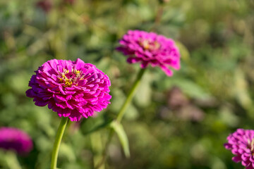 Pink Dahlia in full bloom