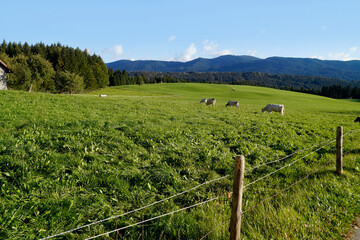 cows grazing on the lush green alpine meadows with the scenic Bavarian Alps in the background in Steingaden, Allgaeu or Allgau, Bavaria, Germany	
