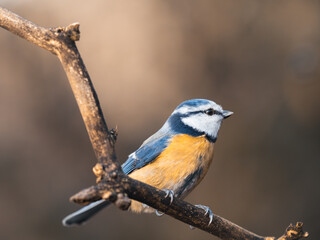 Seitliche Nahaufnahme einer Blaumeise (Cyanistes caeruleus). Sie sitzt auf einem Ast vor neutralem Hintergrund.