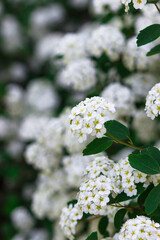 Abundant flowering of white bushes. Spiraea arguta , Brides wreath.