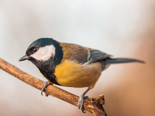 Fototapeta premium Nahaufnahme einer Kohlmeise (Parus major). Die Meise sitzt auf einem geneigten Ast vor einem ruhigen Hintergrund.