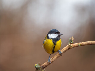 Fototapeta premium Aufnahme einer Kohlmeise (Parus major), die vor einem neutralen Hintergrund auf einem Ast sitzt.