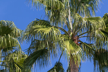 Palm trees on a blue sky background. Palm tree close-up