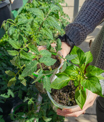 Woman's hands holding tomato and basil seedlings ready for gardening