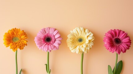 Four Vibrant Gerbera Daisies Lined Up on Peach Background