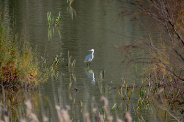 great blue heron