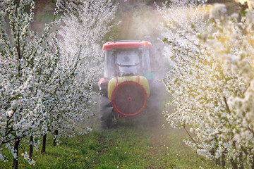 Tractor with atomizing sprayer spraying pesticides on cherry trees orchard spring season