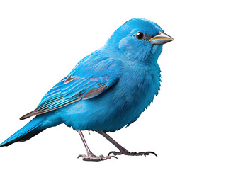 a blue bird standing on a white background - obrazy, fototapety, plakaty
