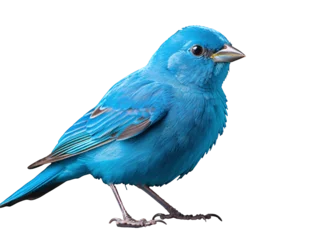 Deurstickers a blue bird standing on a white background © Mariana