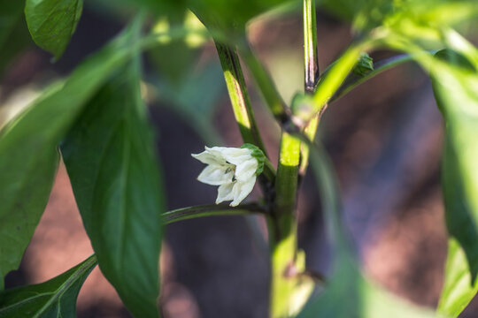 Blooming potential: cultivating peppers by carefully snipping the crown flower for optimal yield.
