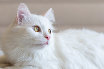 Portrait of cute turkish cat. Soft fluffy purebred straight-eared long hair kitty. Copy space, close up, background. Adorable domestic pet concept.