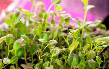 A vegetable seedling grows in a greenhouse and is illuminated by a phytolamp.