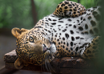 Sri Lankan leopard