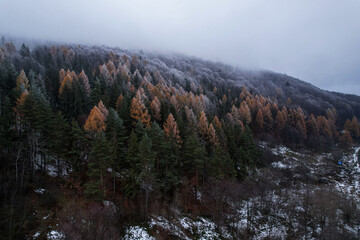 Snow-covered trees in the Carpathian mountains