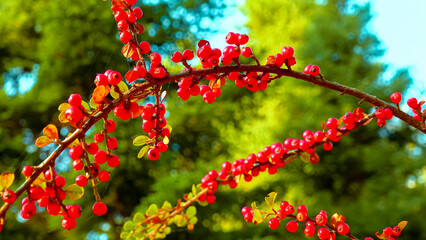 Red berries on a background of green leaves (Cotoneaster horizontalis)