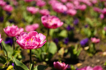 Beautiful pink tulips on spring day, closeup