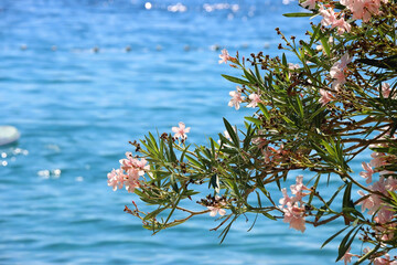 Pale pink oleander flowers growing by the sea. Selective focus.