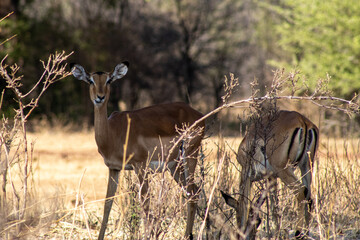 impala in the wild