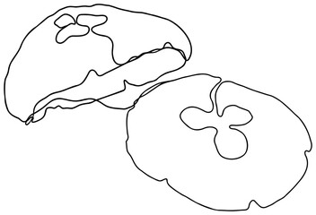 Jellyfish One Line Art