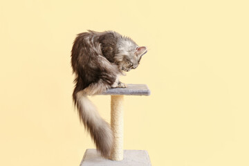 Maine Coon cat on scratching post against beige background