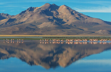 Naklejka premium Flamingo in Bolivia