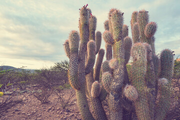 Cactus