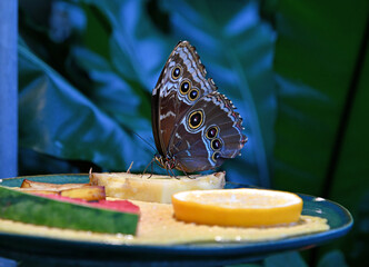 Schmetterlinge lieben Nektar und vergorene Früchte