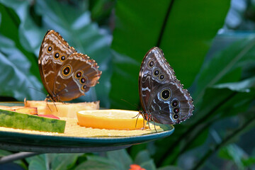 Schmetterlinge lieben Nektar und vergorene Früchte