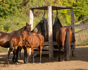 standardbred horses in paddock eating hay from slow feeder hay nets mares and foals at covered hay feeder in outdoor paddock or enclosure outside in summer time horizontal format bay horses foals moms