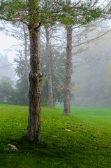 Foreground tree in a grassy area with morning fog in the background.